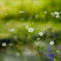 Sigma シグマ のレンズ 30mm F2 8 Dn シルバー マイクロフォーサーズ用 で撮影した写真 画像 一覧 写真共有サイト Photohito