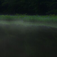 平池のカキツバタ