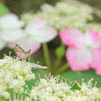 カマキリと紫陽花