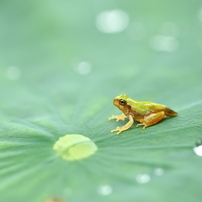 カエルの写真 画像 写真集 写真共有サイト Photohito