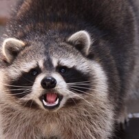 アライグマの写真 画像 写真集 写真共有サイト Photohito