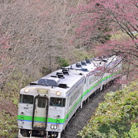 桜の咲くころ　函館本線 藤城線 2021