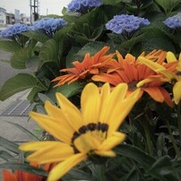 花　38