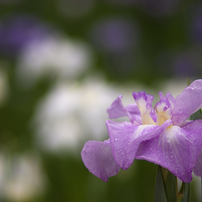 花菖蒲と紫陽花