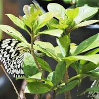 コロナ中の生物園ⅱ