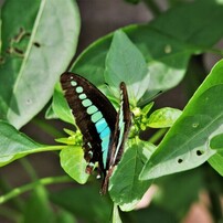 Sigma シグマ のレンズ Apo 50 500mm F4 5 6 3 Dg Os Hsm ペンタックス用 で撮影した写真 画像 一覧 写真共有サイト Photohito
