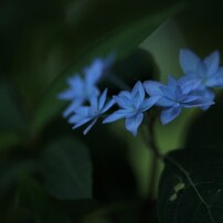 KONICA MINOLTA(コニカミノルタ)のレンズ AF MACRO 100mm F2.8 New で