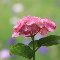 夏の花の写真 画像 写真集 写真共有サイト Photohito