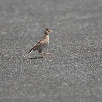 福岡空港周辺の野鳥