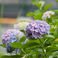 ２０２１年度紫陽花