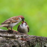 雀の写真 画像 写真集 写真共有サイト Photohito