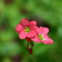 NIKON(ニコン)のレンズ Ai AF Micro Nikkor 105mm F2.8D で撮影した