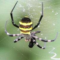 食事中のコガネグモ