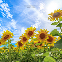 夏の花の写真 画像 写真集 写真共有サイト Photohito