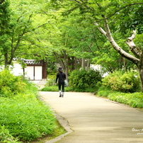 夏　好古園