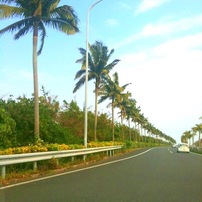 Okinawa,JAPAN-flowers&plants