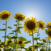 夏の花の写真 画像 写真集 写真共有サイト Photohito