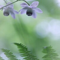 木陰の君