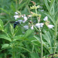 ブンブンブン　蜂が飛ぶ♪