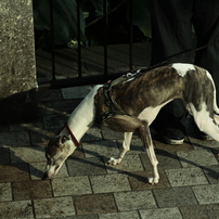 グレイハウンド ペットの情報 価格 Com