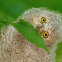 Bird photo*3
