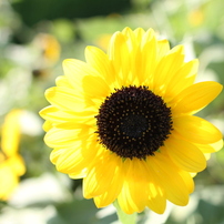 SIGMA シグマ 28mm F1.8 EX DG MACRO キヤノン 715V5X8iS+L._AC_UF350,