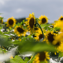 ひまわりの写真 画像 写真集 写真共有サイト Photohito