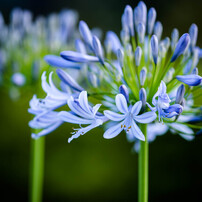TAMRON(タムロン)のレンズ SP AF 180mm F/3.5 Di LD [IF] MACRO 1:1