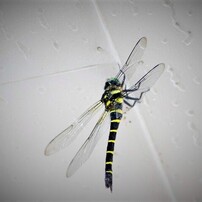 SIGMA(シグマ)のレンズ 55-200mm F4-5.6 DC (ﾍﾟﾝﾀｯｸｽ用) で撮影