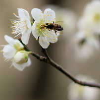 Spring_0003