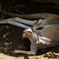 動物写真-26