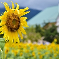 ひまわりの写真 画像 写真集 写真共有サイト Photohito