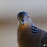 近所の鳥