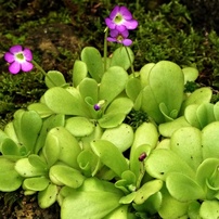 花・果実-16：庭園・公園・野山