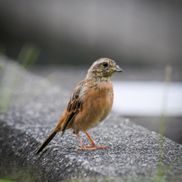 SIGMA(シグマ)のレンズ 60-600mm F4.5-6.3 DG OS HSM [ニコン用] で