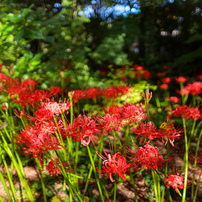 SIGMA(シグマ)のレンズ 24mm F1.8 EX DG ASPHERICAL MACRO (キヤノン用