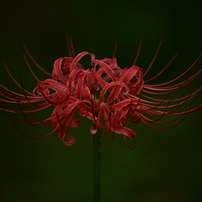 NIKON(ニコン)のレンズ Ai Nikkor ED 400mm F5.6S(IF) で撮影した写真