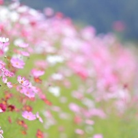 PENTAX(ペンタックス)のレンズ SMC PENTAX67 300mmF4 で撮影した写真