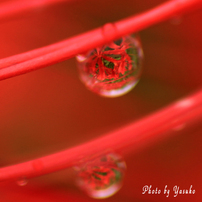 曼珠沙華