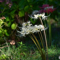 曼殊沙華