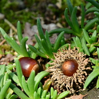 東山動植物園散歩　5