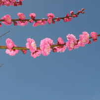 春近し　花１２