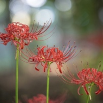 彼岸花の写真 画像 写真集 写真共有サイト Photohito