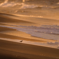 Bird photo*4