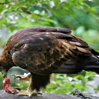動物園の鳥たちー17