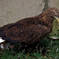 動物園の鳥たちー18