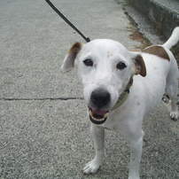 PENTAX(ペンタックス)のデジタルカメラOptio S50 で撮影した写真(画像