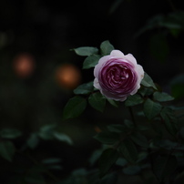 夜の青薔薇