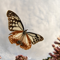 SIGMA(シグマ)のレンズ 15mm F2.8 EX DG DIAGONAL FISHEYE (ｺﾆｶﾐﾉﾙﾀ AF