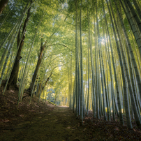 SAMYANG(サムヤン)のレンズ 14mm F2.8 ED AS IF UMC [ニコン用